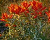 staffpage_flowers-big.gif